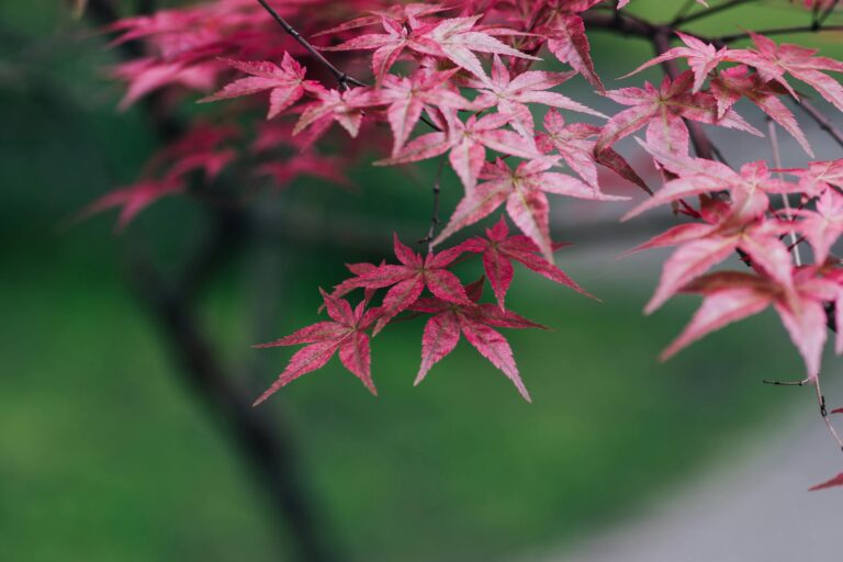 Red maple tree with bare branches in spring showing signs of disease against a leafed-out canopy