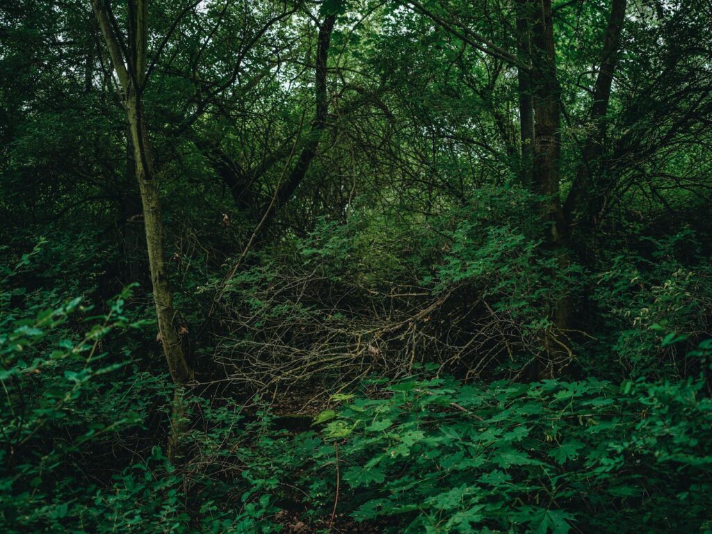 Dense thicket of invasive trees taking over a woodland edge