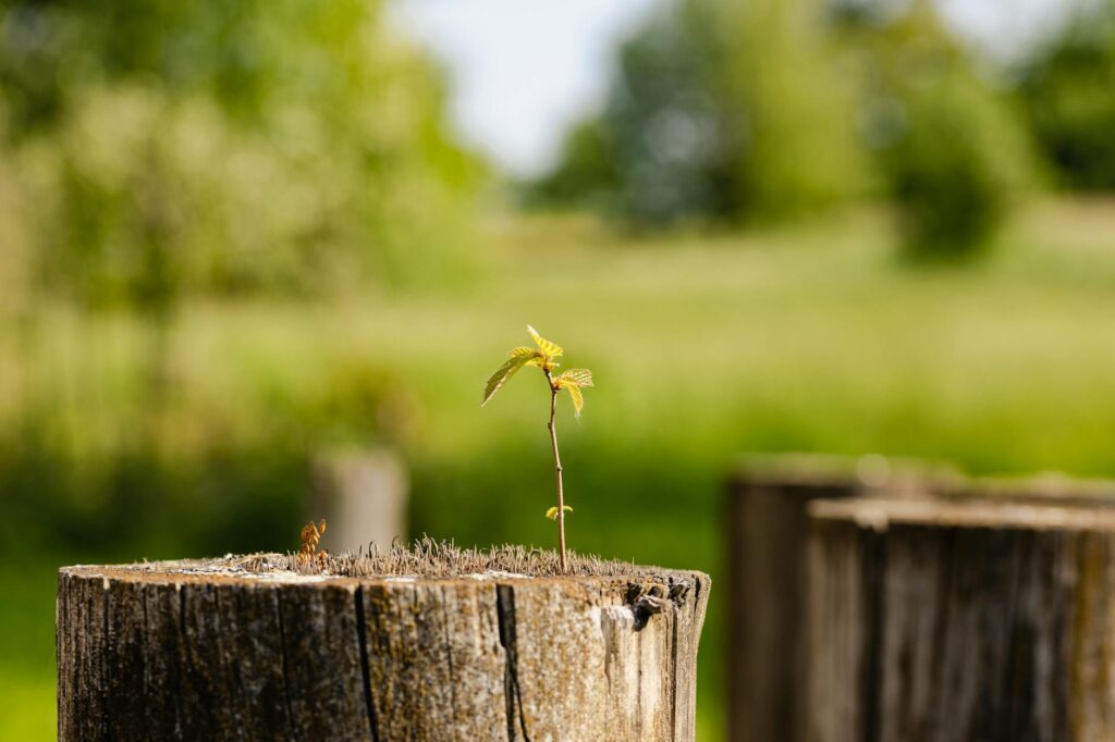 Tree stump sending up vigorous new sprouts after cutting