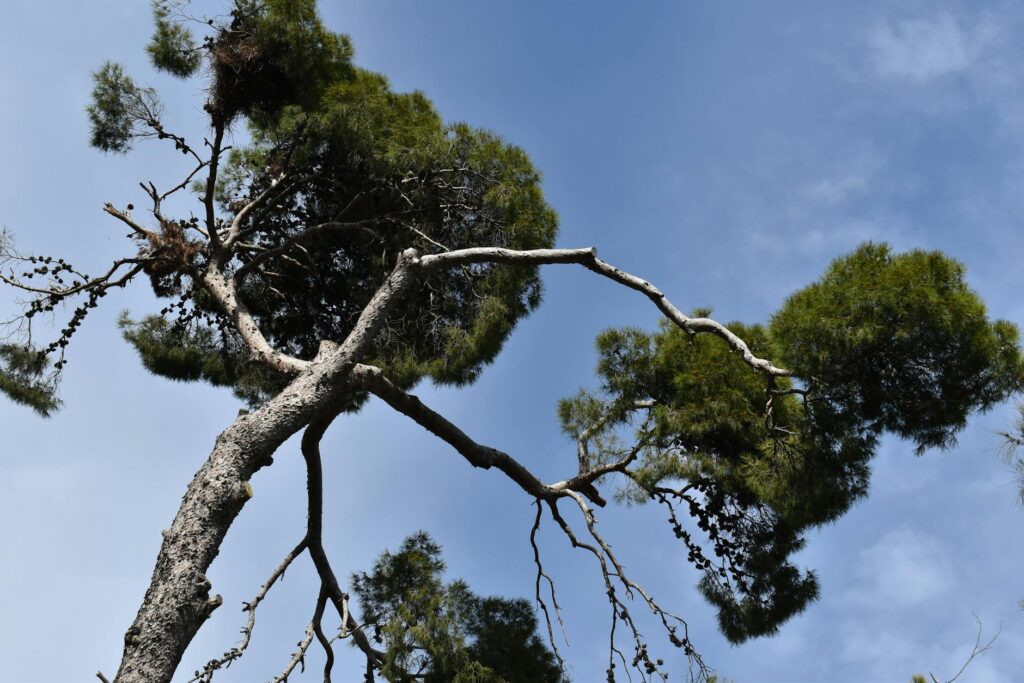 Drooping shepherd's crook tip on a white pine tree in spring
