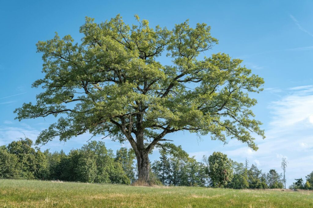Homeowner watering a mature oak tree during a dry spring in a suburban New Jersey yard