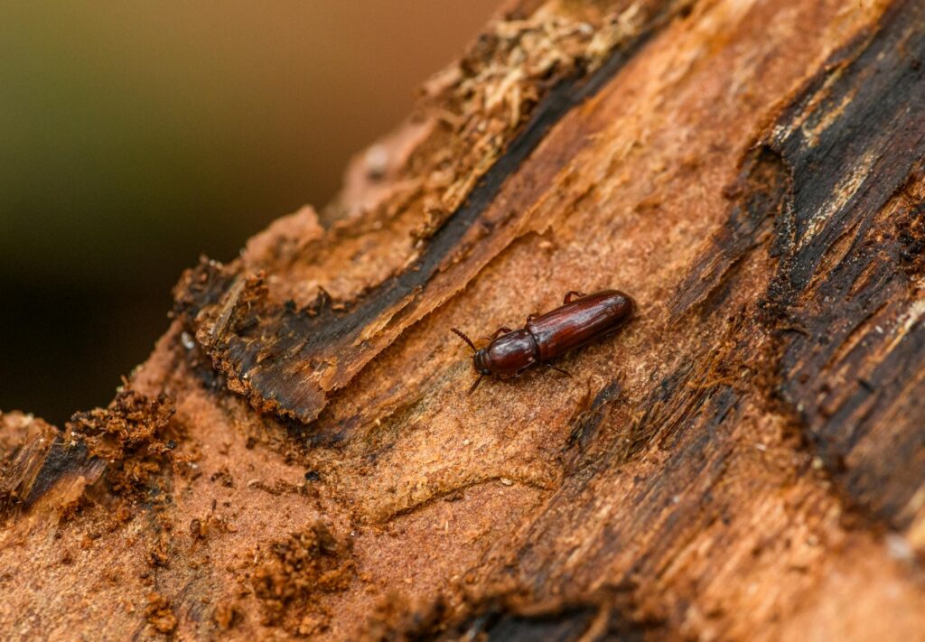 Close-up of a weevil insect on pine bark