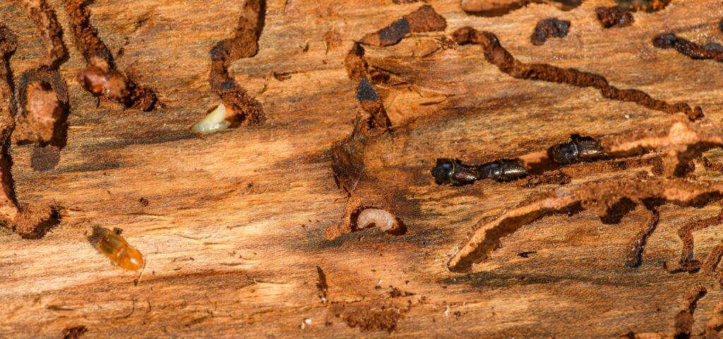 Serpentine larval galleries under tree bark caused by a wood-boring Agrilus beetle — the feeding damage that kills oak branches
