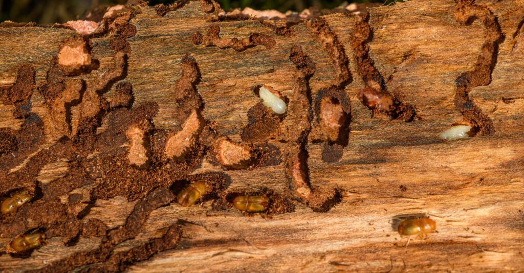 Arborist closely examining tree bark for signs of borer damage and exit holes