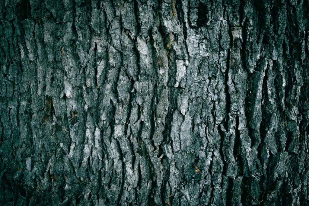 Arborist inspecting an oak tree trunk for signs of borer activity and stress damage in a Middletown NJ yard