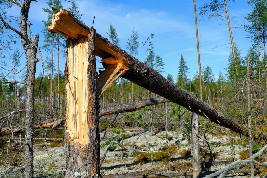 Exposed wood on tree trunk showing extensive bark damage from repeated mechanical injuries