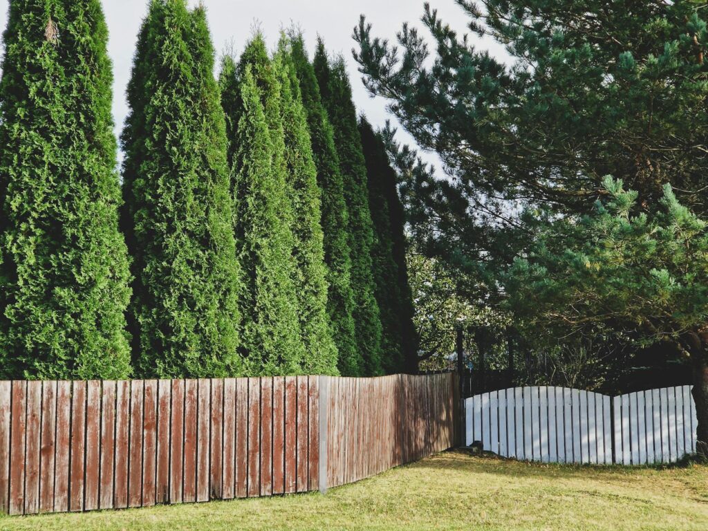 Green arborvitae privacy hedge lining a residential backyard