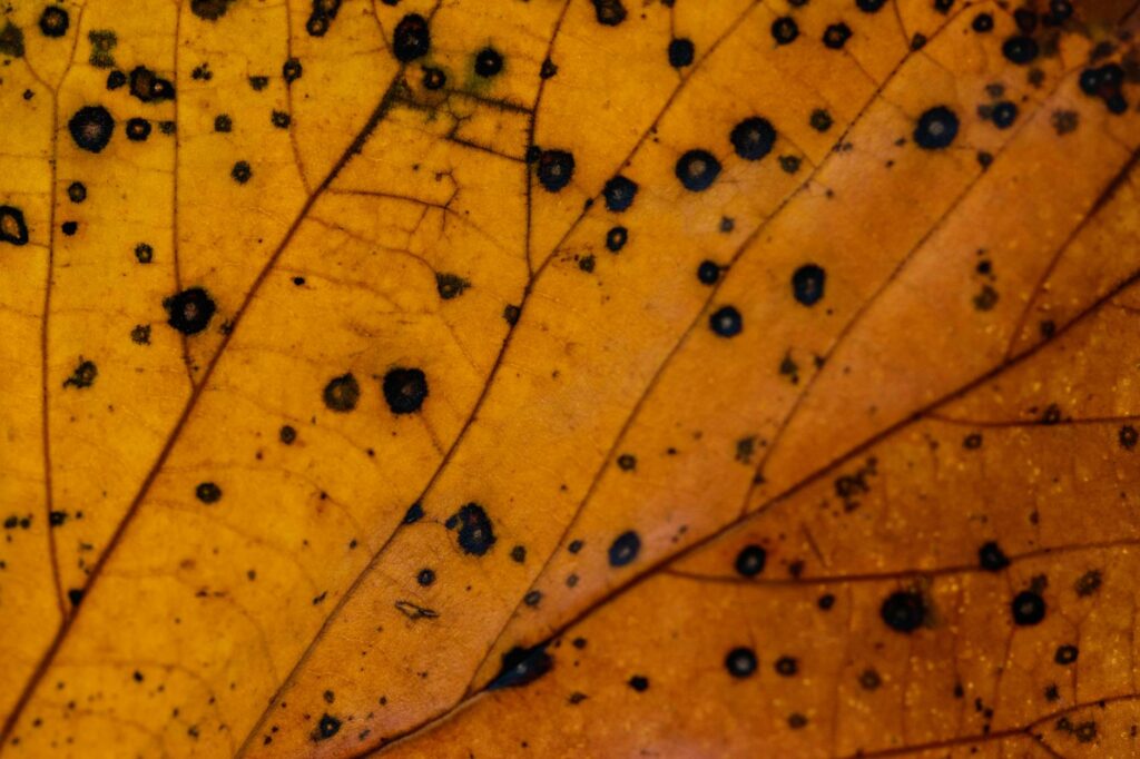 Close-up of crabapple tree leaves showing brown and olive spots from apple scab fungal disease