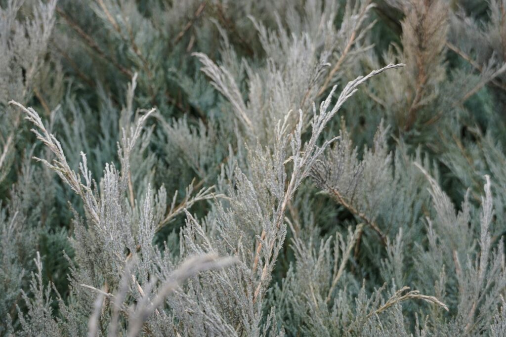 Brown dead sections of an arborvitae hedge showing defoliation damage