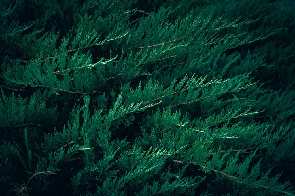 Eastern red cedar trees and juniper shrubs in a residential landscape