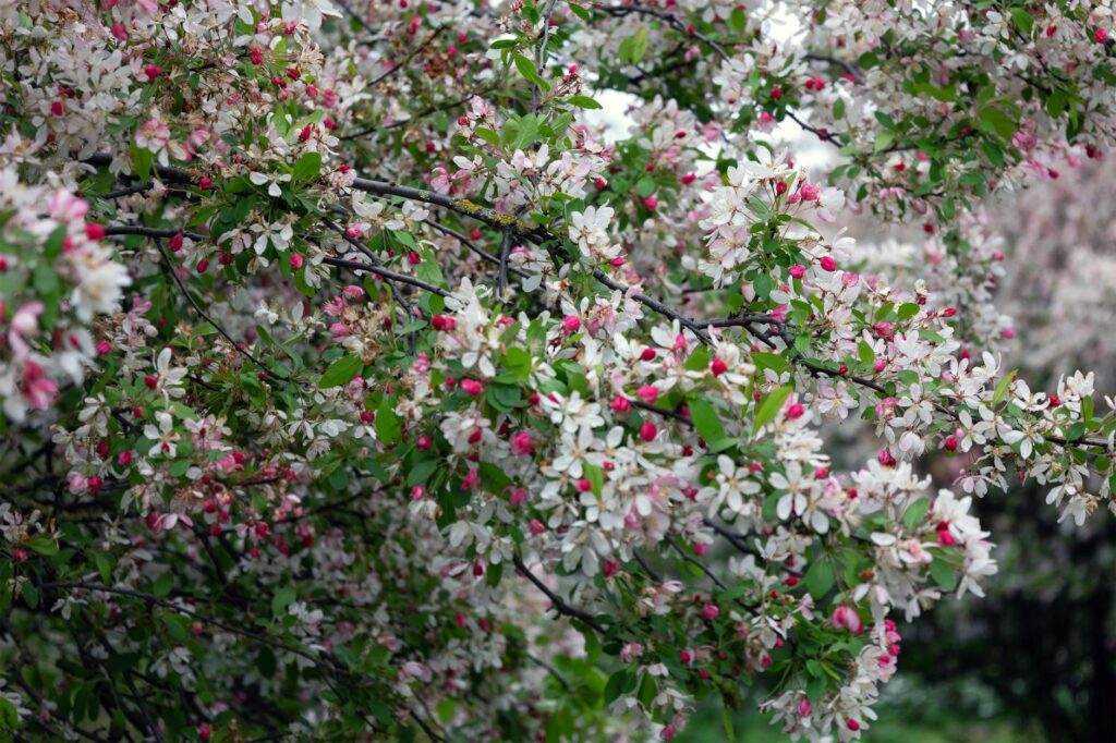 Crabapple tree in full bloom in a suburban backyard, one of the trees most susceptible to fire blight