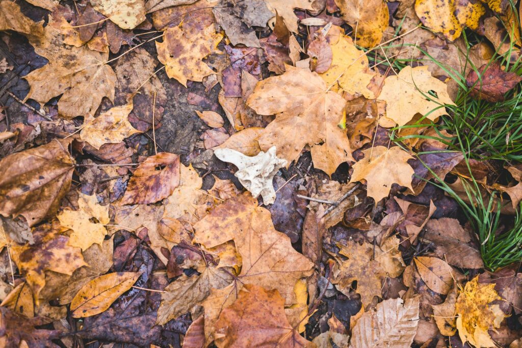 Pin oak showing iron chlorosis — yellowing between leaf veins is a classic symptom on high-pH clay soils in Middletown NJ