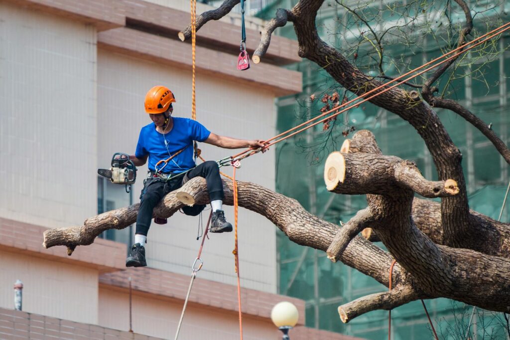 Arborist inspecting a healed pruning wound on a mature oak tree in a Middletown NJ yard