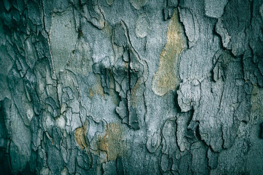 Tall American sycamore tree with distinctive mottled white bark beside a stream in early spring