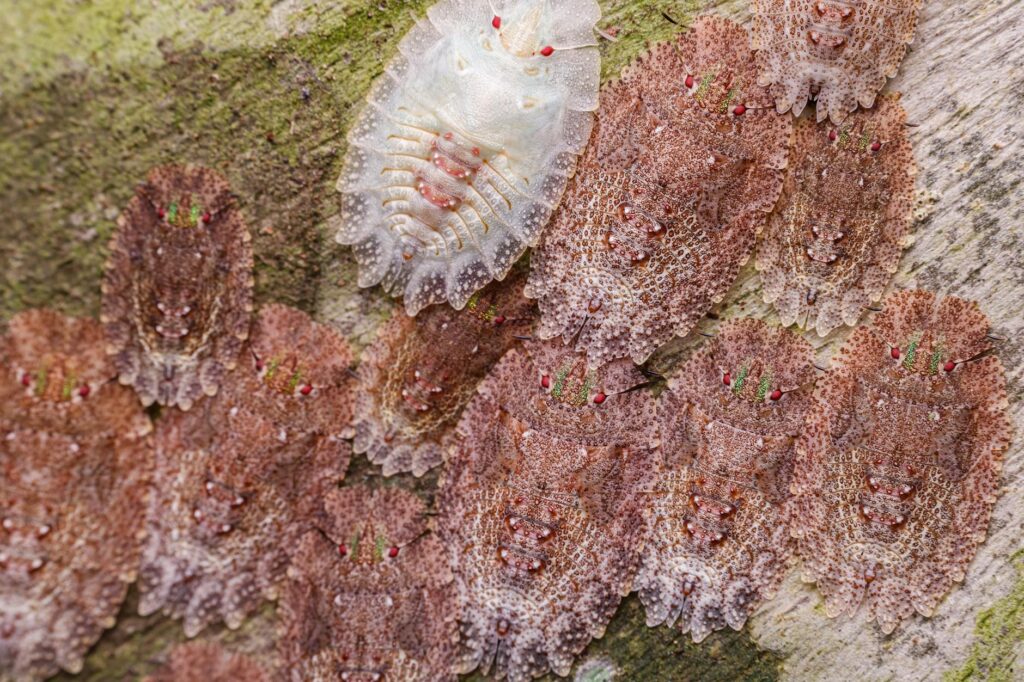 Macro photograph of soft scale insects clustered on a woody tree branch, resembling bumps on bark