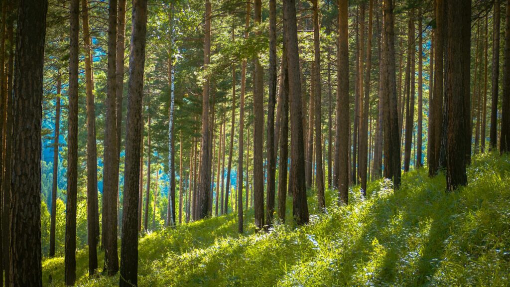 Eastern white pine trees in a New Jersey residential yard in spring