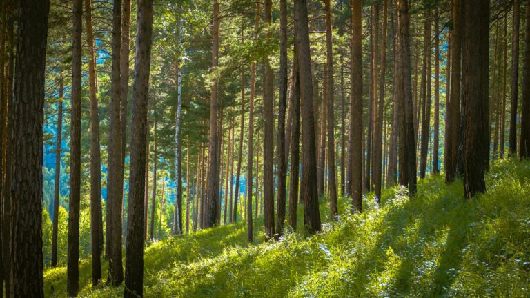 Eastern white pine trees in a New Jersey residential yard in spring