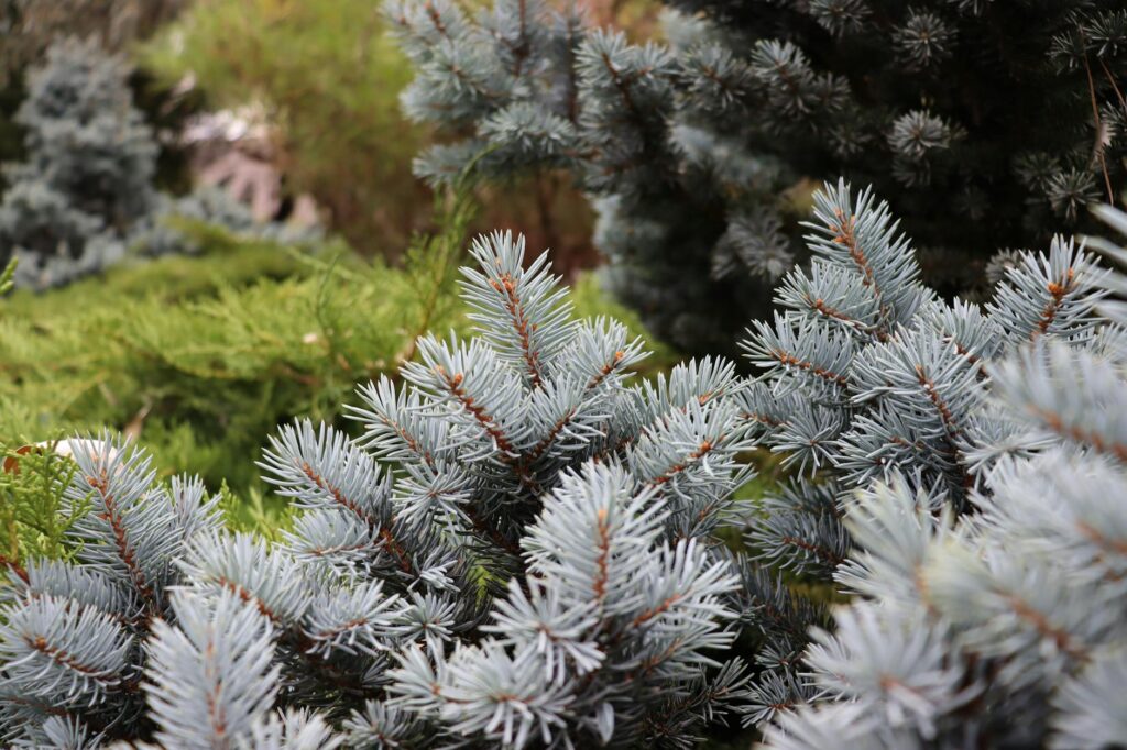 Row of Colorado blue spruce trees planted as a dense privacy screen in a residential yard