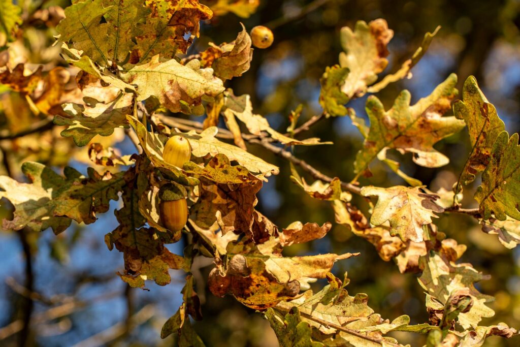 Oak leaves showing pale yellow stippled discoloration from insect feeding damage