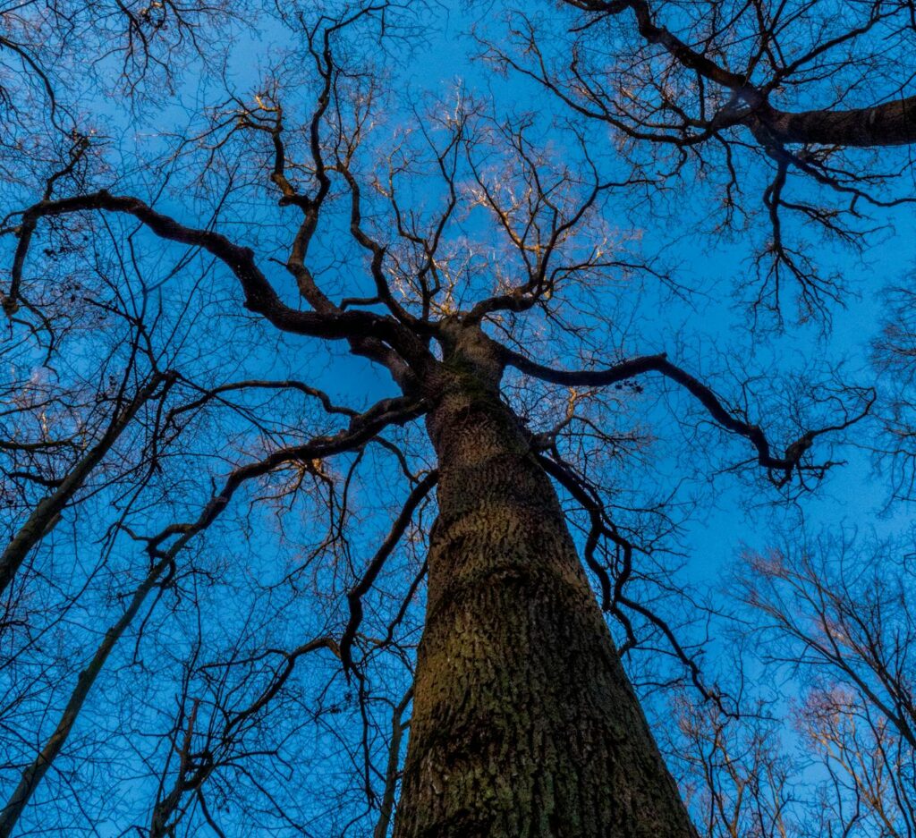 A defoliated, stress-weakened oak — the type of tree most vulnerable to two-lined chestnut borer attack in Monmouth County