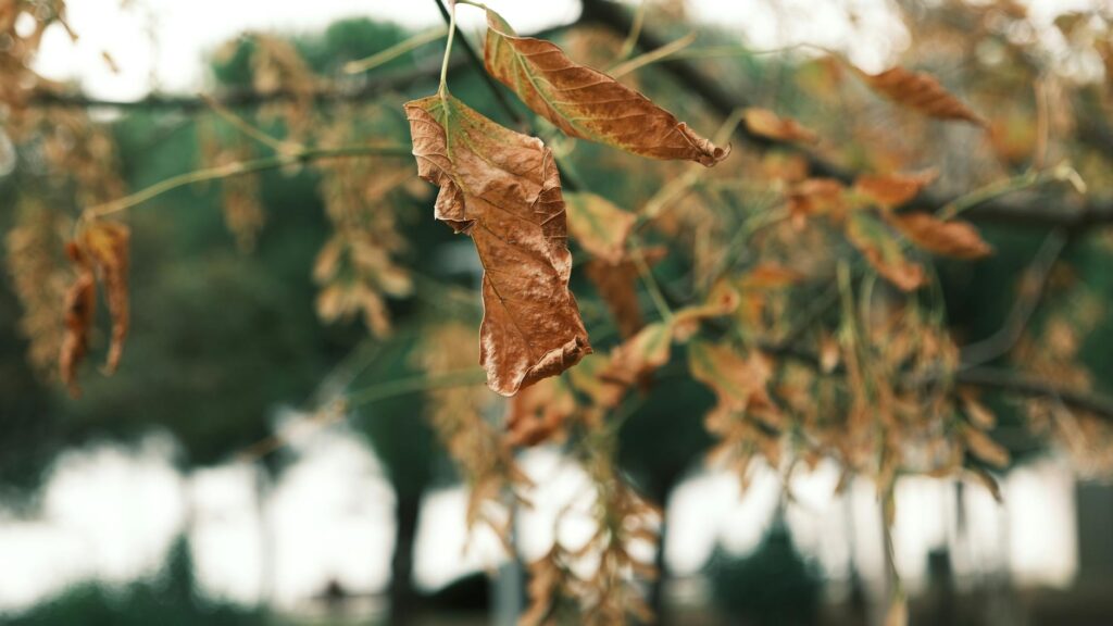 Tree branch showing wilting and yellowing leaves characteristic of vascular disease symptoms