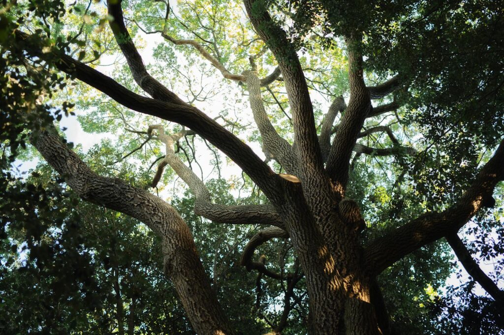 Homeowner evaluating a mature oak tree canopy in a Middletown NJ backyard in late spring