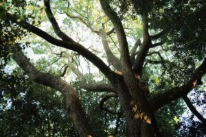 Homeowner evaluating a mature oak tree canopy in a Middletown NJ backyard in late spring
