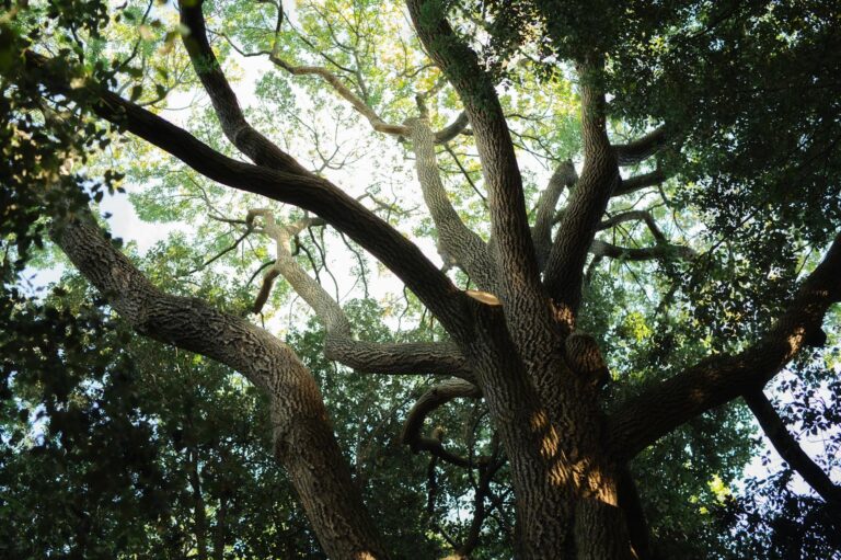Homeowner evaluating a mature oak tree canopy in a Middletown NJ backyard in late spring