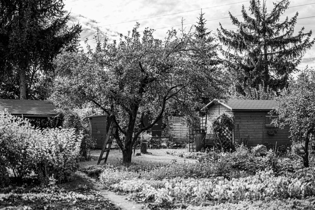 Backyard view showing a large tree with a dead limb positioned directly over a residential deck and patio area