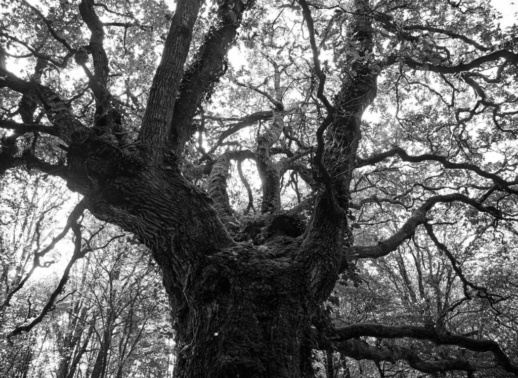 Massive trunk of an ancient white oak tree with deeply furrowed bark