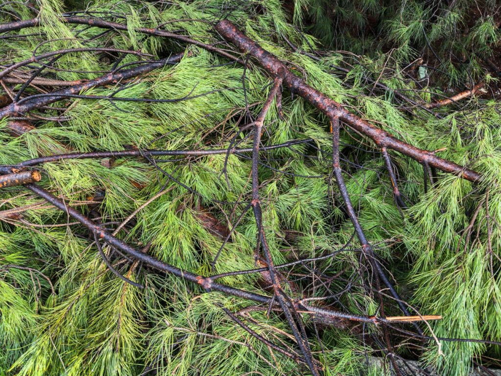 Arborist closely inspecting evergreen tree branch tips for pests