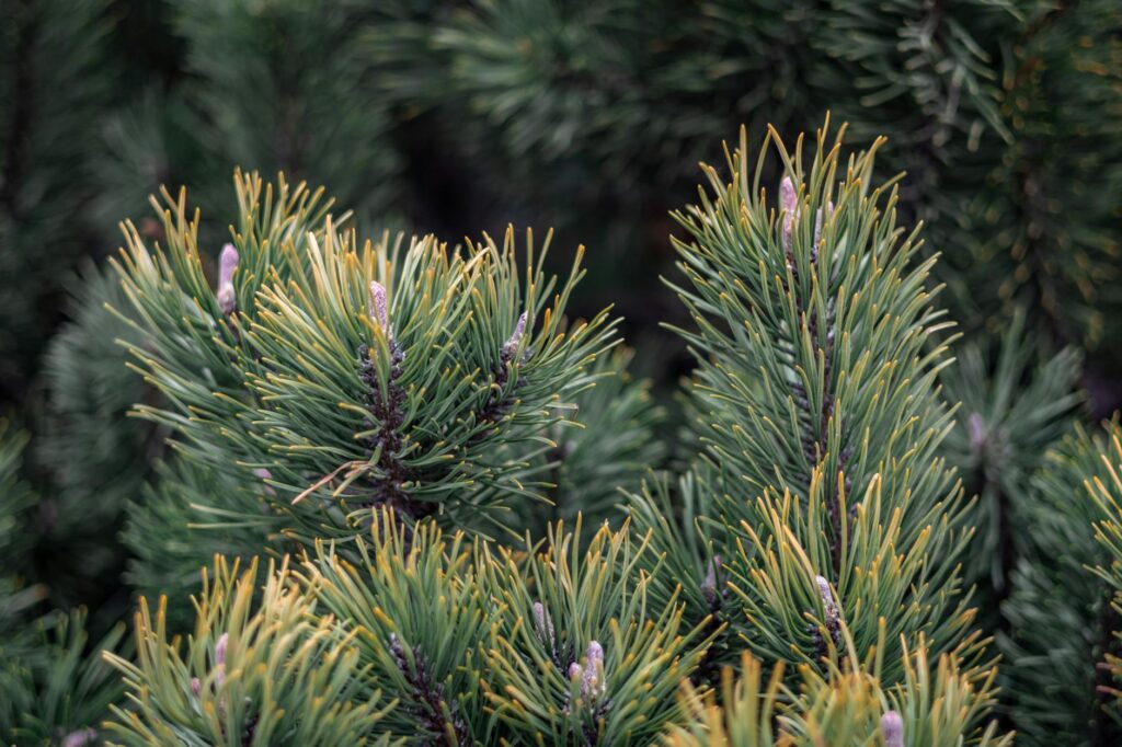 Healthy eastern white pine trees in a residential landscape