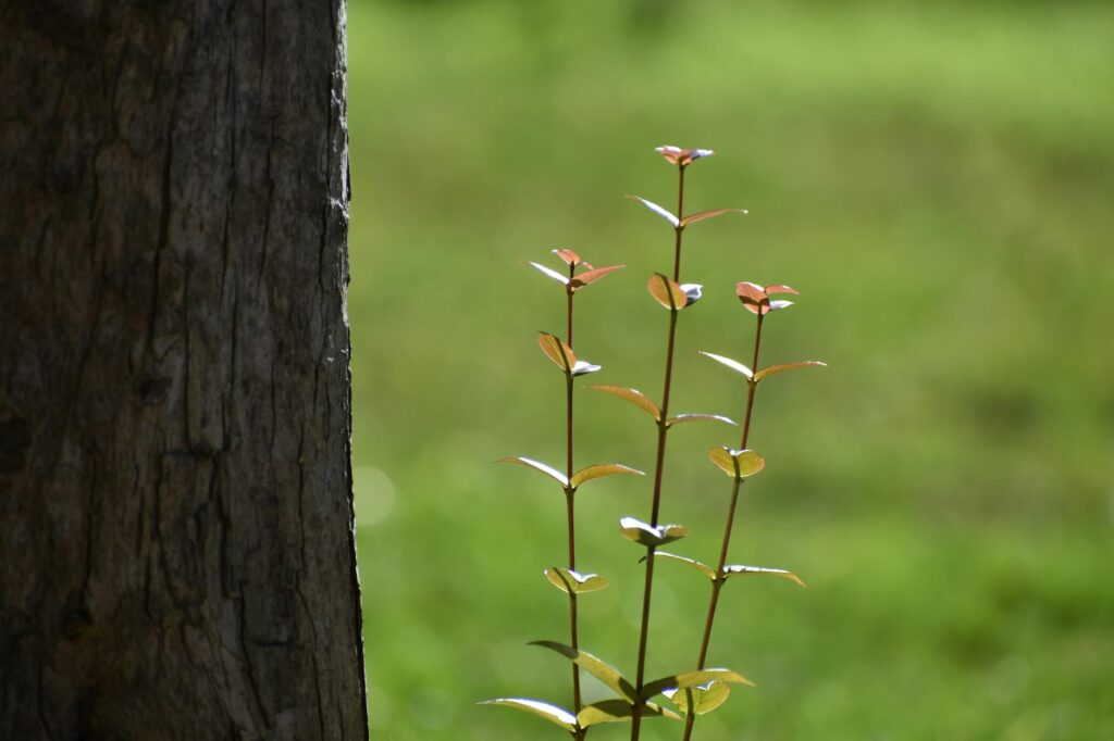 Topped tree showing water sprout regrowth and decay damage from improper cuts