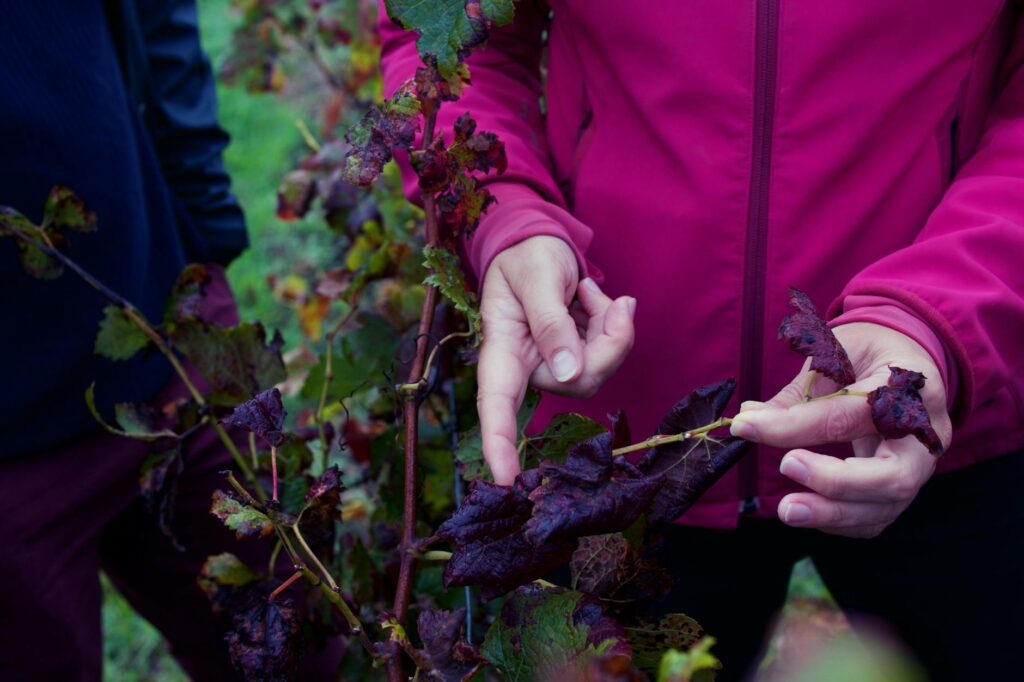 Certified arborist closely inspecting tree leaves and branches for signs of fungal disease