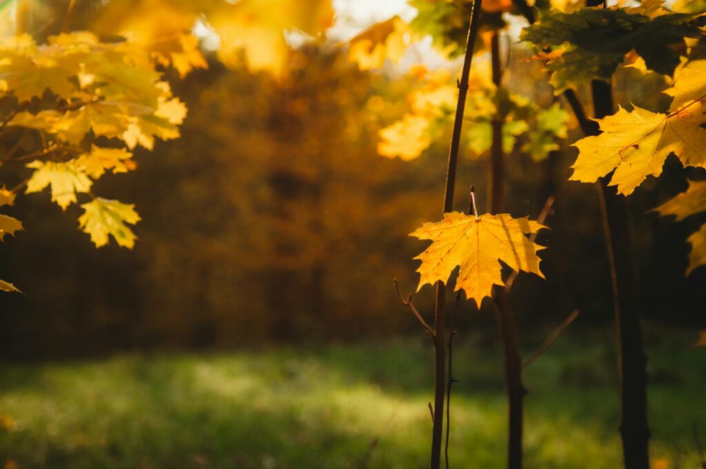 Maple tree with pale yellowing leaves and thin canopy indicating tree stress in spring