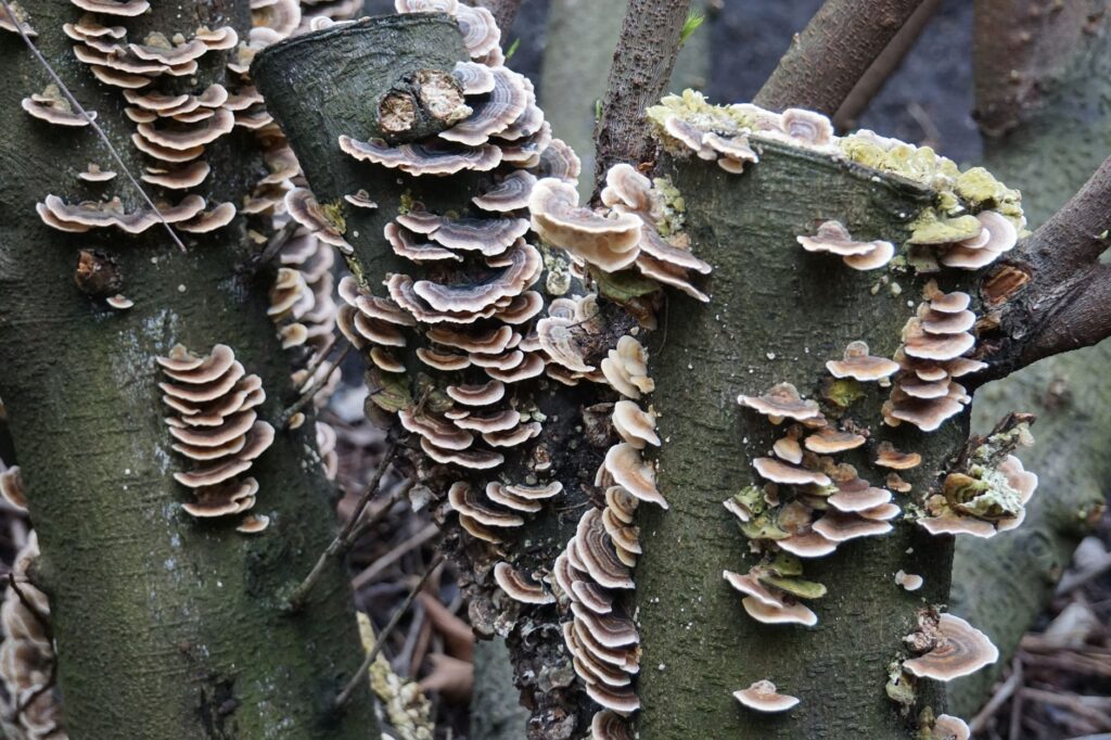 Bracket fungi growing from a tree trunk — a visible sign of internal wood decay
