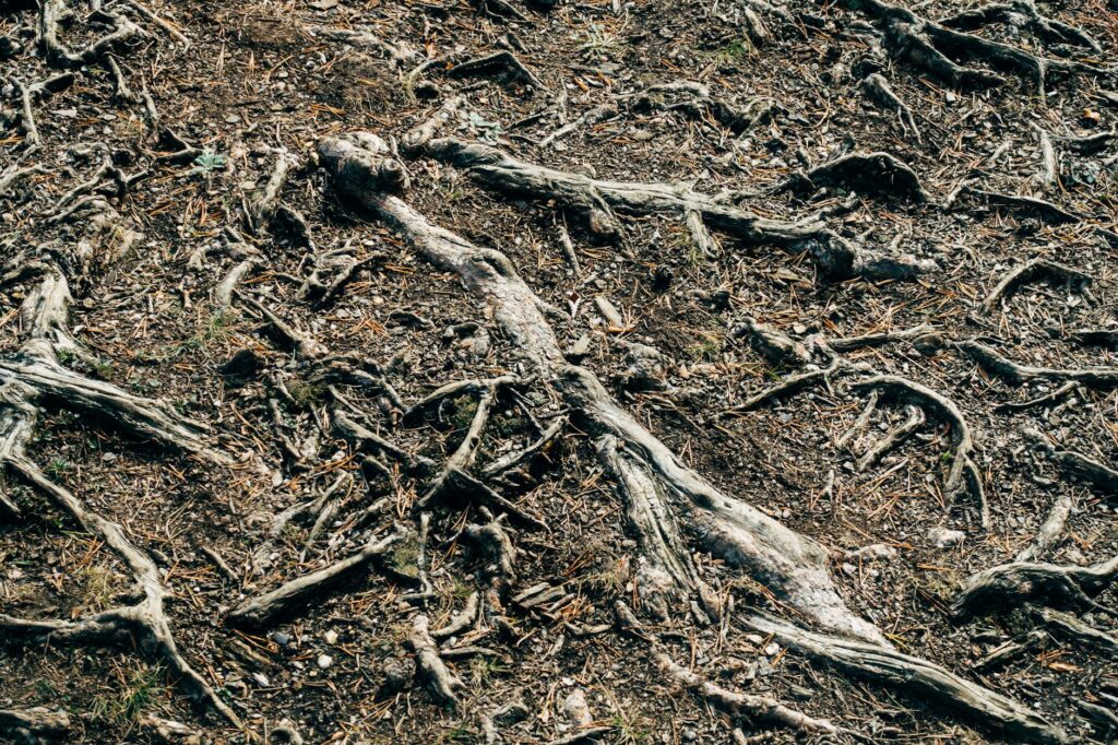 Compacted suburban yard soil around tree roots illustrating stressful growing conditions for trees