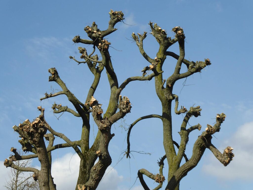 Visible branch collar on a tree trunk showing correct pruning cut location