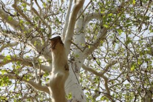 American sycamore tree with distinctive patchy white and tan bark in early spring