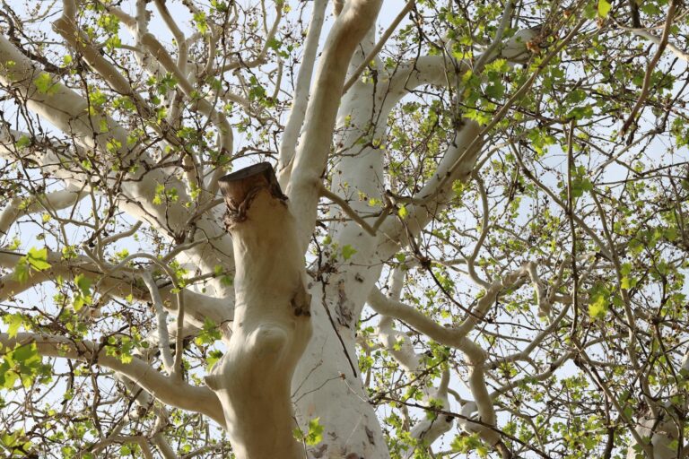 American sycamore tree with distinctive patchy white and tan bark in early spring