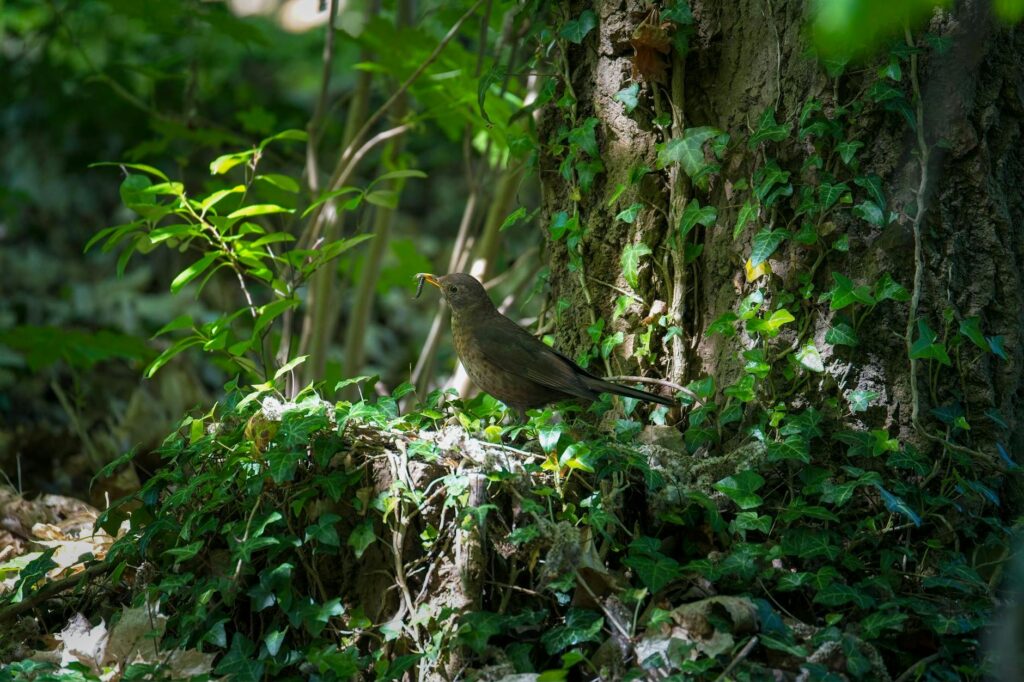 Native woodland with birds and insects in a tree canopy in New Jersey