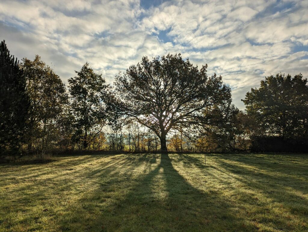 Pin oak tree growing in full sun in a suburban backyard setting