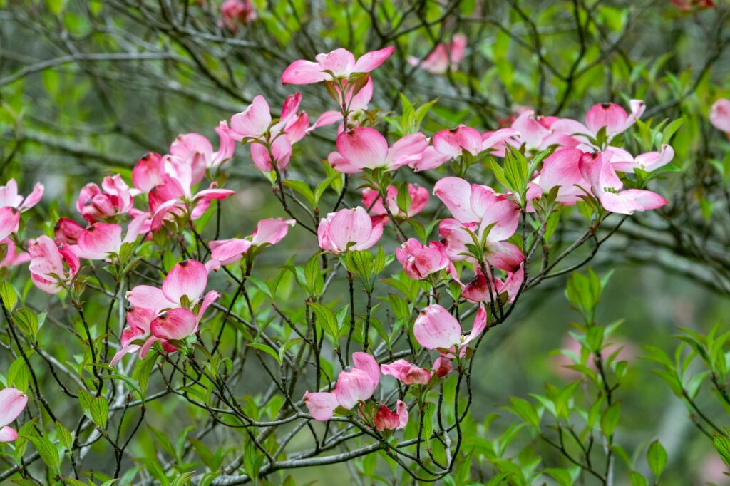 Flowering dogwood tree showing leaf curl and drought stress symptoms in a suburban yard