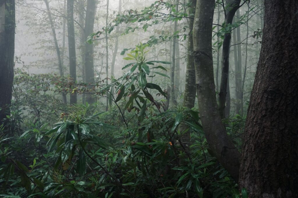Misty spring morning in a coastal New Jersey woodland with wet, fog-covered tree canopy