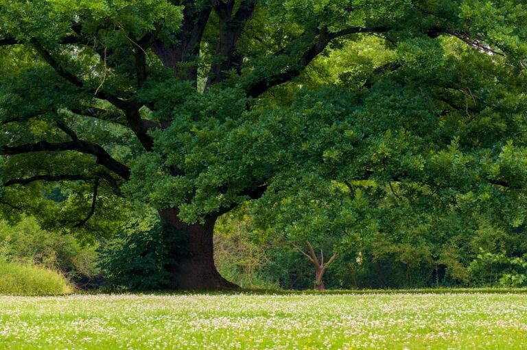 Large native white oak tree casting deep shade over a residential backyard