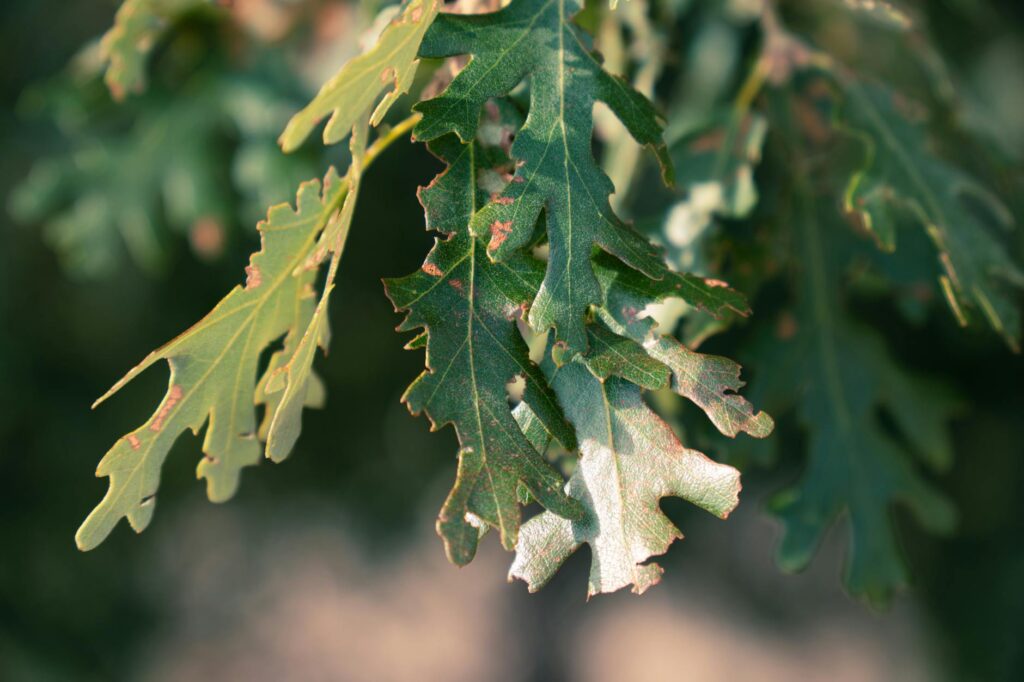 Healthy white oak tree with deep green leaves growing in a residential yard in New Jersey