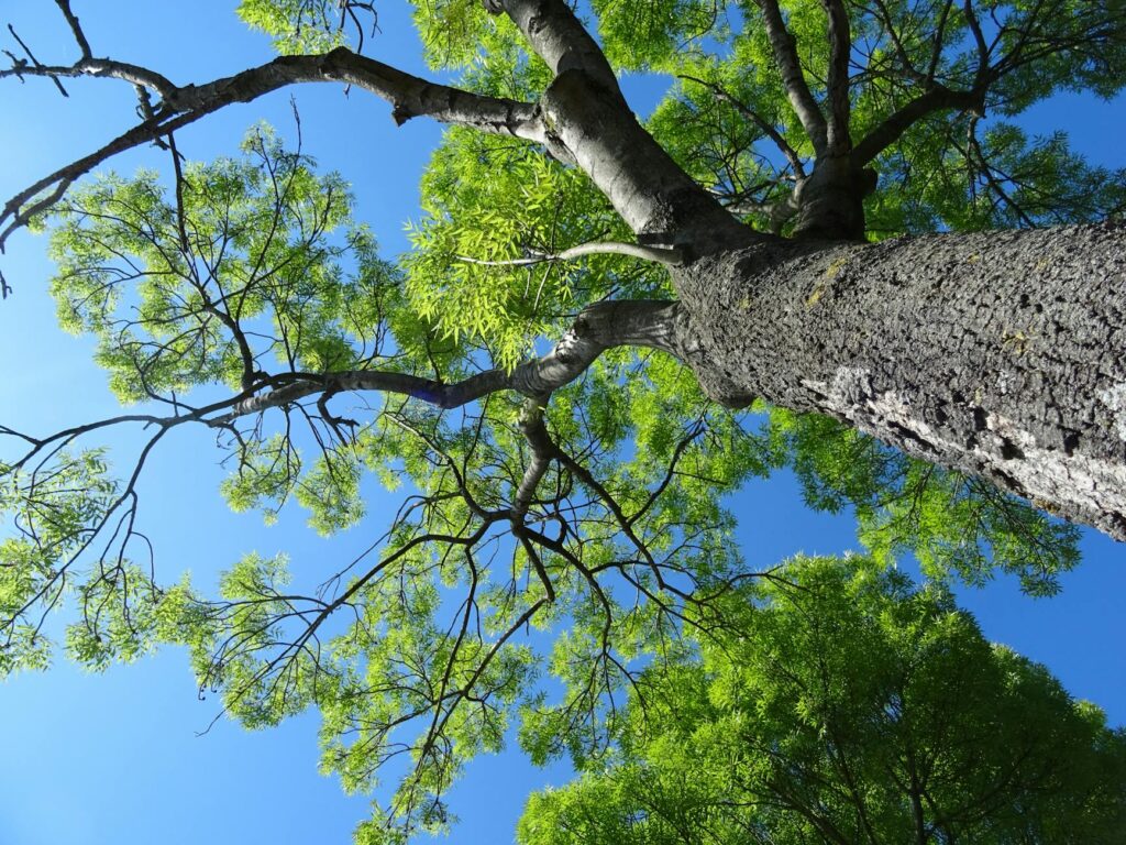 Looking up through a dense late-spring tree canopy — a healthy crown shows even, full leaf coverage