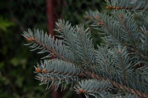 Colorado blue spruce tree with browning interior branches from Rhizosphaera needle cast disease