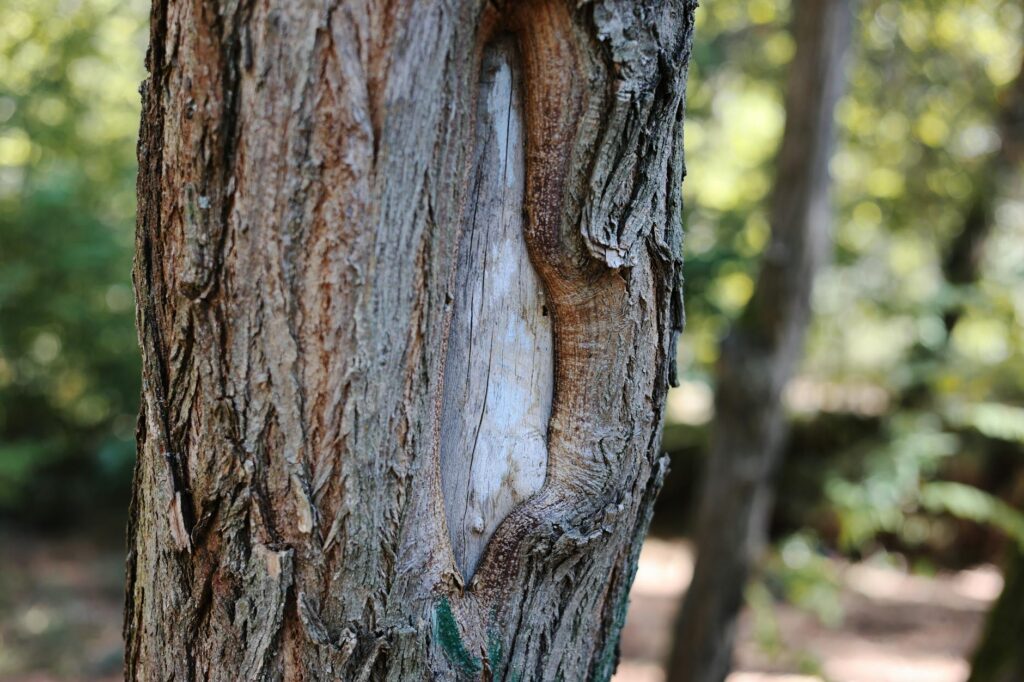 Arborist closely inspecting discolored bark on a tree branch for signs of canker disease