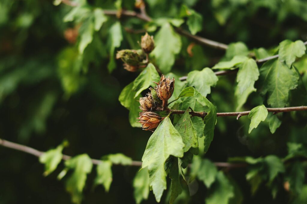 Woody horned oak galls swelling along an oak twig